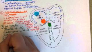 Conduction System of the Heart [upl. by Nnaeoj173]