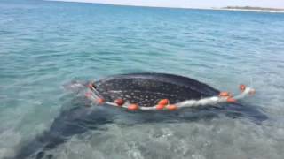 Salvataggio Dermochelys coriacea tartaruga Liuto [upl. by Eisej471]