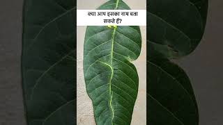 Aam ke ped par na dekhne wala Keeda  save Tree  SaveTree [upl. by Keily677]