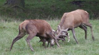 Mitten unter Hirschen Hirschbrunft 2024 [upl. by Ebert83]