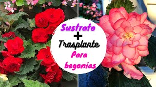 Cómo preparar sustrato para BEGONIAS  TRASPLANTE de NUEVAS begonias [upl. by Read]