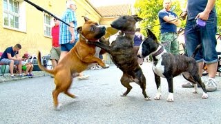 Staffordshire Bullterrier GBF Clubschau 2013 Part 1 Males [upl. by Ahsiekram]