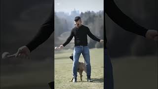 k9 dog dogsoftiktok tactical dogtrainer asmr [upl. by Johan]