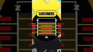 Locomotion and Movement  Sarcomere NEET NCERT Class 11 [upl. by Niraa]