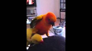 Jealous Sun Conure and Indian Ring Neck [upl. by Culosio]