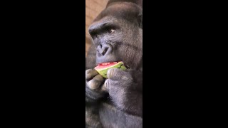 100 Gorilla Eating Compilation Part 5 [upl. by Anaud]