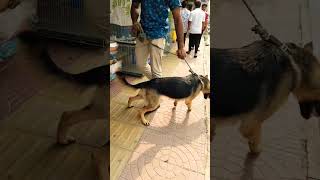 German shepherd dog price in Bangladesh [upl. by Kristianson]