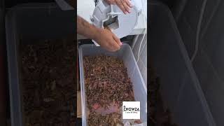 Biltong Slicing chowza16 [upl. by Retepnhoj]