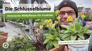 Die Schlüsselblume  Heimische Wildpflanze für Bienen Wildbienen Raupen und andere Insekten [upl. by Amluz]