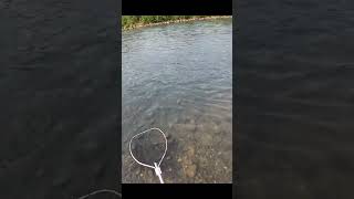 When the salmon bite within 2 seconds of your cast salmonfishing flyfishing fishing fishingbc [upl. by Enelyar]