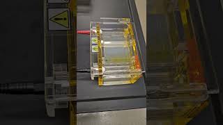 Gel Electrophoresis Experiment [upl. by Mori630]