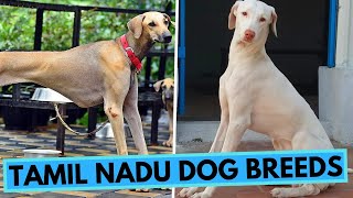 TOP 10 Dog Breeds from Tamil Nadu [upl. by Ticknor]