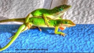 Green Anole Lizards Mating [upl. by Ainegue284]