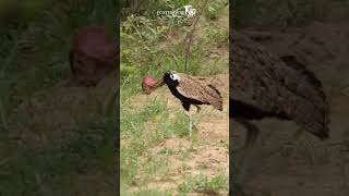 Red Crested Korhaan Mating Display  shorts [upl. by Nnylkcaj]