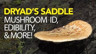 Foraging For Dryads Saddle  Pheasant Back Mushroom [upl. by Aaron999]