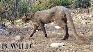 Mexico Wildlife Jaguarundi Onza Javelina Deer CaraCara Gray Fox Rattle Snake  Trail Cam Art [upl. by Ainola]