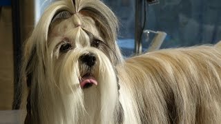 Toilettage  Lhassa Apso [upl. by Ahseram]