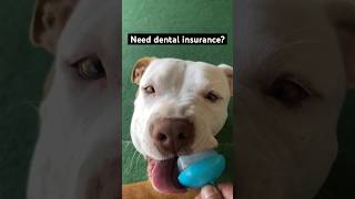 Need dental insurance pets doglover cutedog [upl. by Reivazx915]