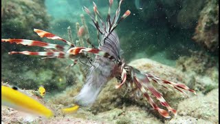 Lionfish Feeding [upl. by Blain]