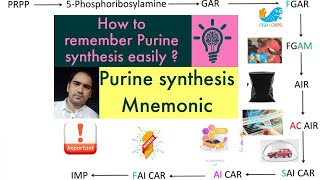 De Novo synthesis of Purines made easy  Purine synthesis easy method Biochemistry [upl. by Zimmermann553]