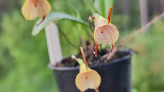 Masdevallia floribunda [upl. by Endo]