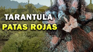 Platicando sobre la Brachypelma emilia Ficha de cuidados de tarantula de piernas rojas mexicana [upl. by Manvell119]