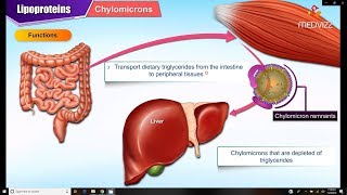 Lipoproteins and Apolipoproteins  Structure  function and metabolism  Medical Biochemistry [upl. by Wendall]