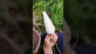 Jicama harvest season from farm shorts ytshorts farming [upl. by Ykcor]