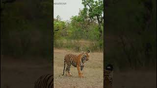 Sub adult Cub of Veera Belara Buffer Zone Tadoba [upl. by Bern947]