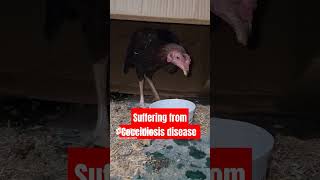 Treatment of Coccidiosis aseel indore Coccidiosis tamil rooster birds treatment ytshort yt [upl. by Aronid]