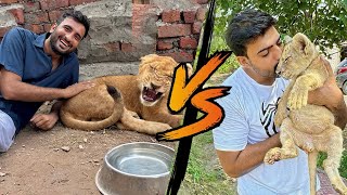 Liger VS Hunter 😗  sher mein dehat  inzi or ibrahim [upl. by Schapira]