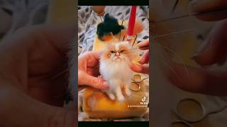 Watch until the end 38 seconds ASMR Sounds needle felting a grumpy cat needlefelting asmrsounds [upl. by Wappes150]