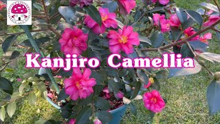 Kanjiro Camellia Care TipsCamellia Sasanqua [upl. by Ikuy]