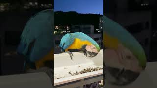 Una guacamaya nocturna [upl. by Rome]