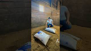 Bedding a stall using bedding pellets barnhack horses horsecare equestrian horsefarms [upl. by Mori]