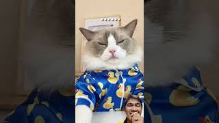 Kucing nonton video tutorial 🤣shorts short videotutorial kucinglucu [upl. by Roswald706]