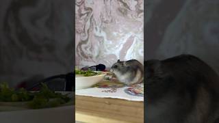 2 Hamsters eating Spaghetti ASMR 🍝😊 shorts hamsters pets pet [upl. by Reed]