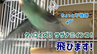 うちのサザナミインコが飛び回っています [upl. by Marijn]