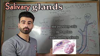 salivary glands 2  oral histology  عزت شومان [upl. by Ballman]