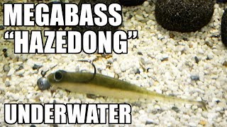 Megabass Hazedong Shad Lure action Underwater Full HD [upl. by Liva]