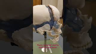 This is plastic not real bone anthropology osteology bones skull skeleton science [upl. by Gert]