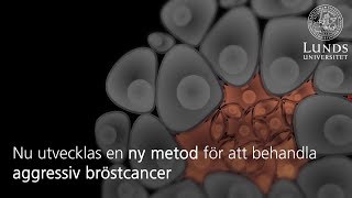 Så kan aggressiv bröstcancer omvandlas till behandlingsbar [upl. by Lyndsey]