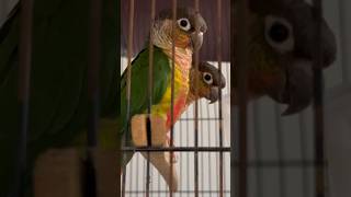 Yellow sided conure are curious about camera 📸 birds parrot macaw lorikeet greenwingmacaw [upl. by Rosdniw]