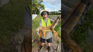 Dropping iguanas out of the trees in South Florida iguana hunting florida canal trending [upl. by Yanad]