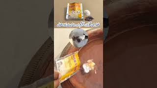 Calcium Glucose and Vitamin C for Backyard Chickens  High C  1000 for Pets  Dr ARSHAD [upl. by Jojo]