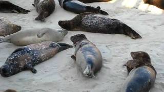 Seals resting in La Jolla Cove [upl. by Oilcareh]