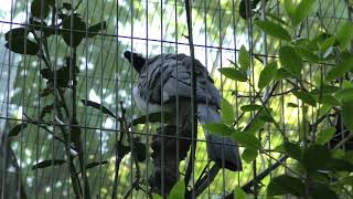 シロハラハイイロエボシドリ 上野動物園 2018年5月5日 [upl. by Luby]