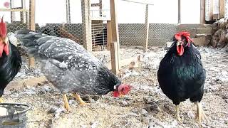 CHICKEN BREEDS LEGHORN BLACK  BLUE MOTTLED AGROKOTAGR [upl. by Hewet]