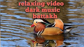 Ducks quacking sound  Relaxing Music [upl. by Bruyn]