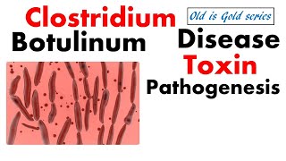 Clostridium Botulinum Microbiology  pathogenesis toxins and disease [upl. by Naillik]